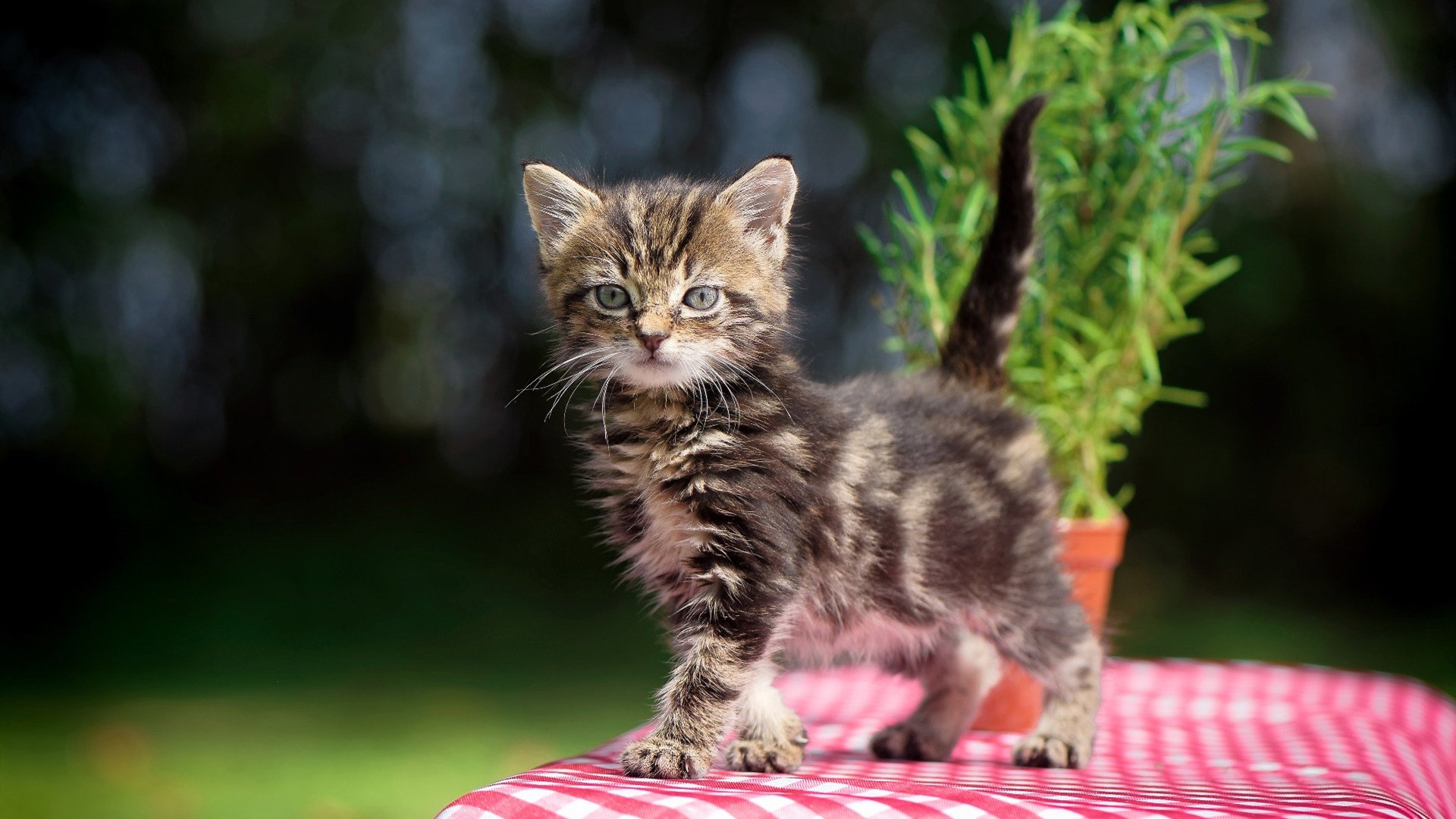 Leyu Sport下载-中国篮球鼓励退役球员参与青训指导工作,篮球退役人员