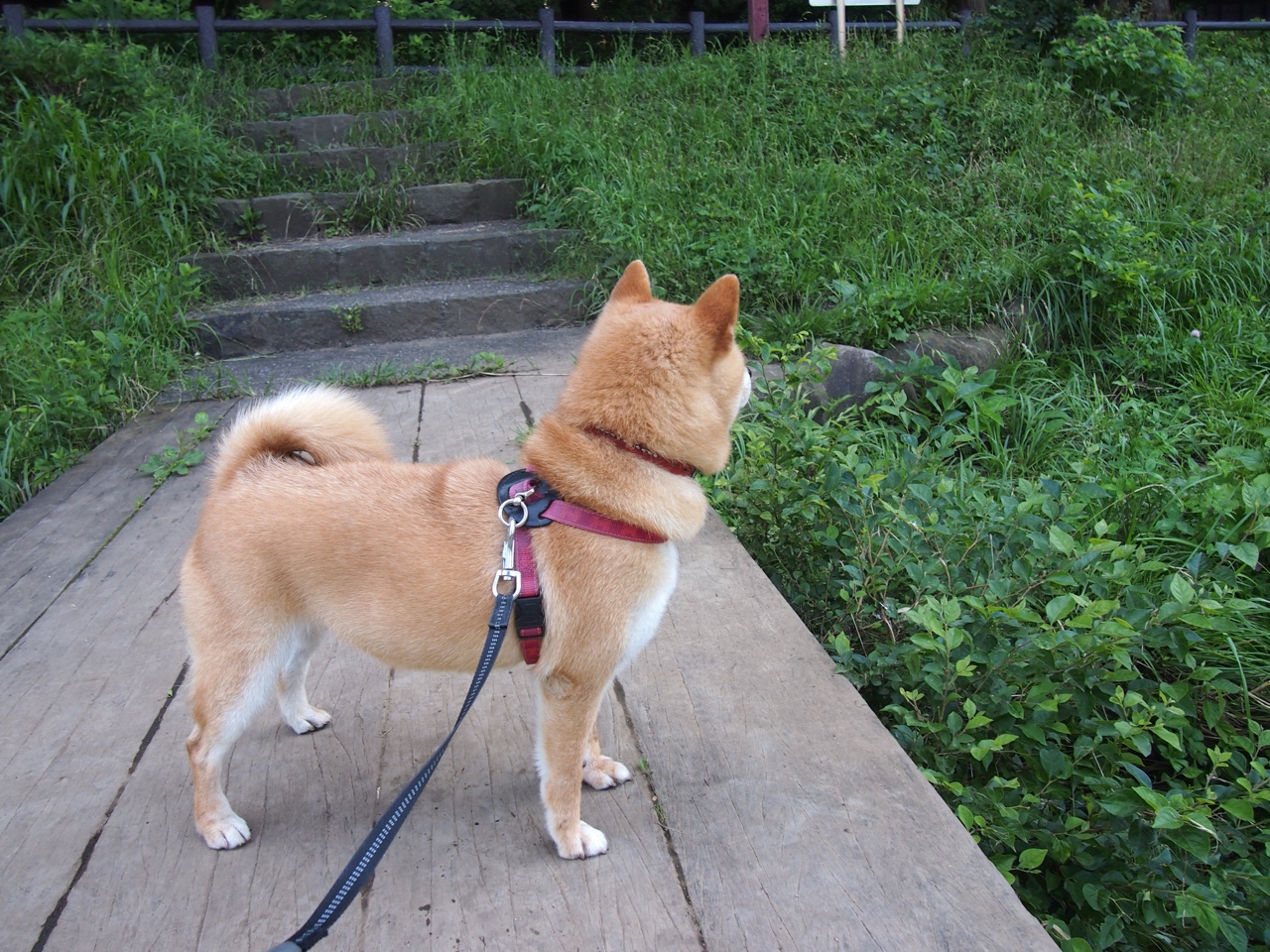 乐鱼娱乐app-切拉苏奥洛50蛙决赛抢眼表现获赞,切拉瓦洛