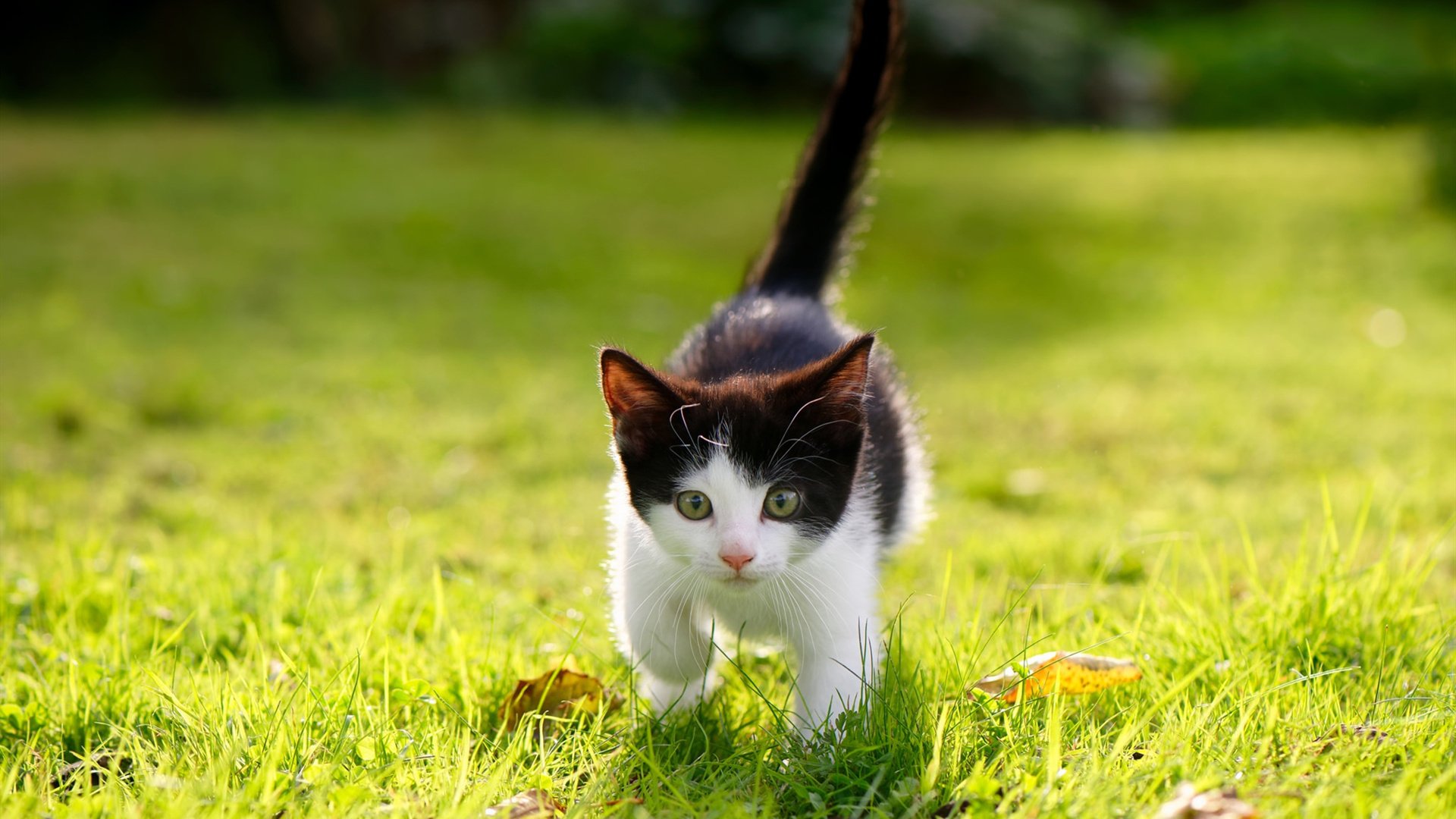 乐鱼体育登录-奥斯马尔·奥尔韦拉跳板动作精准无误,奥马尔·奥尔蒂斯