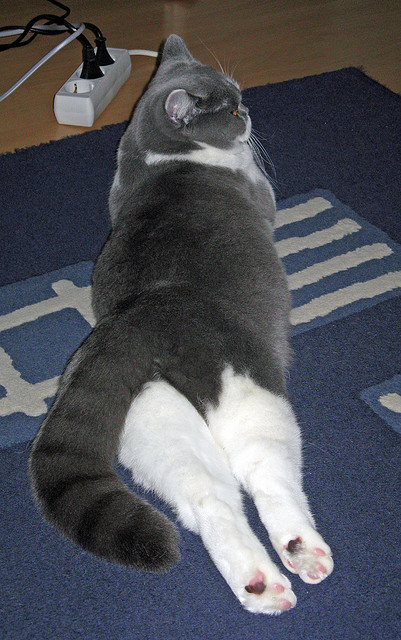 leyu.com-法甲激情澎湃:场面极具观赏价值,法甲视频集锦